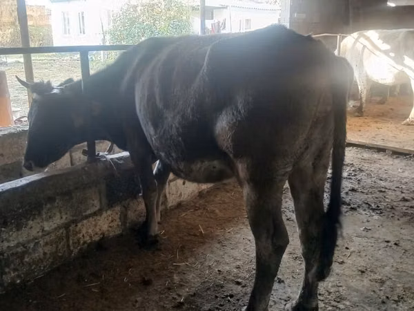 Ng'ombe jike, Ala-Tau breed