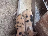 خنزيرة, الخنازير — الصورة 3