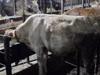 Kuh, Simmental cattle — Foto 4