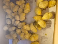Chickens — Foto 2