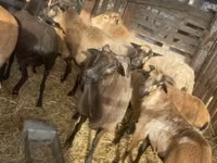 Dume la kondoo, Cameroon sheep — picha 7