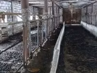 Vaca, Tipo de fábrica de Bukovina de la vaca ucraniana roja y moteada. — foto 2