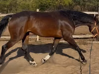 Hengst, Hanoverian — Foto 4