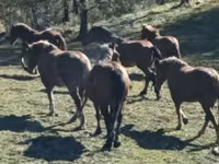 Farasi (kikundi, jinsia haijatajwa), Horse breed — picha 5