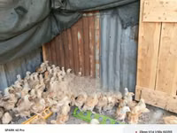 Chickens — 照片 1