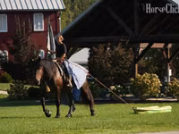 Hengst, Racking Horse — Foto 8