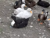 Ducks — الصورة 2