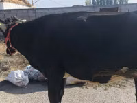 Vaca, Russian Black pied cattle — foto 4