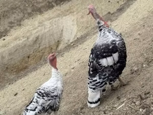 皇家棕榈