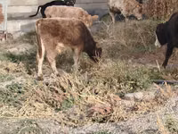 Toro, Ganado vacuno — foto 1