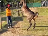 घोड़ा, National Show Horse — फ़ोटो 1