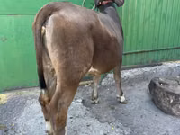 Ng'ombe jike, Swiss cattle — picha 3