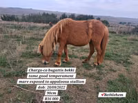 घोड़ा, Miniature horse — फ़ोटो 8