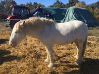 Farasi dume, Gypsy horse — picha 5