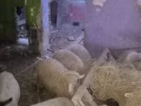 Sheep (batch, sex not specified), Suffolk sheep — photo 3