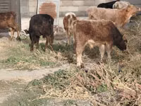 Toro, Ganado vacuno — foto 7
