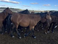 Yegua, Kazakh horse — foto 3