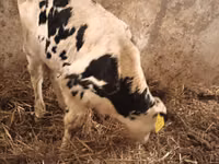Ng'ombe dume, Simmental cattle — picha 3