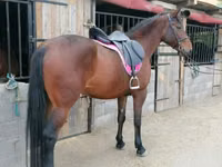 घोड़ी, Hungarian horse breed — फ़ोटो 3