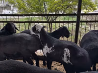 Ram, Sheep — photo 2