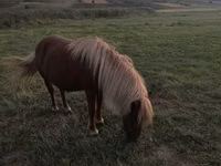 母马, Australian Pony — 照片 2