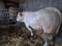 Toro, Charolais cattle — foto 2
