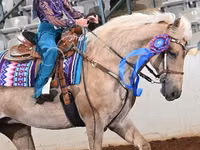Stute, Palomino — Foto 3