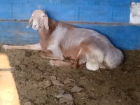 Dume la kondoo, Arashan sheep — picha 2
