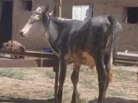 Toro, Ganado vacuno — foto 3