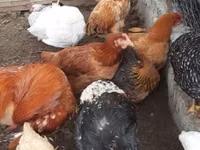 Chickens — Foto 2