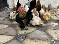Chickens — Foto 1