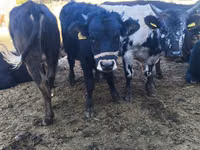 Bull, Russian Black pied cattle — photo 8
