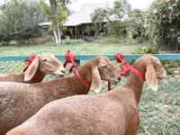 Schaf, Arashan sheep — Foto 1