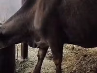 गाय, Latvian Blue cattle — फ़ोटो 2