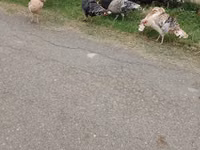 Turkeys — Foto 4