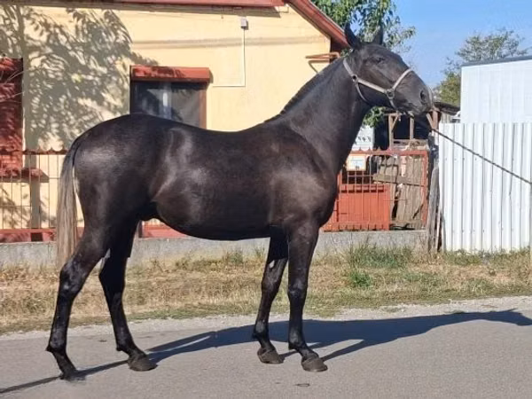 Farasi dume, Lipizzaner