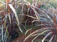 Australian Red Napier (Purple Napier) Cuttings - 100 Pieces — Foto 2