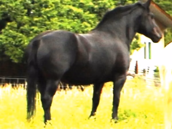 घोड़ी, Percheron