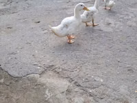 Ducks — 照片 1