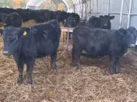 Cow, Aberdeen-Angus — photo 1