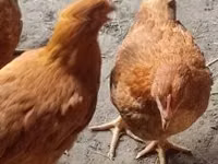 Chickens — 照片 1