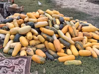 Продаю тыкву для животных — الصورة 3