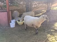 Sheep, Merino sheep — photo 4