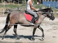 Farasi jike, Polish pony — picha 1