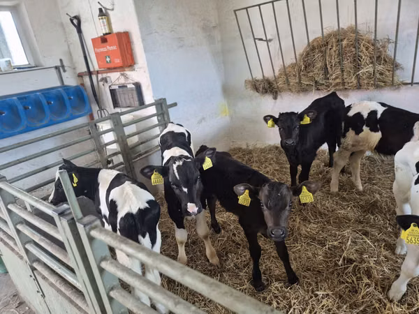 Bull, Russian Black pied cattle