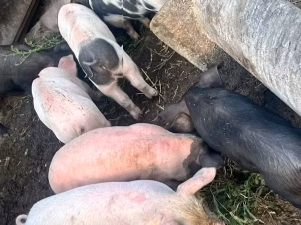 Säue, Schweine