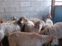 Schaf, Arashan sheep — Foto 1