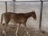 Horse (M), Russian Don — photo 3