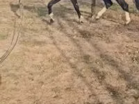 Caballo, Dutch warmblood horse — foto 3
