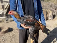 Chickens — photo 1